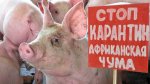 Новосибирская область в окружении африканской чумы свиней