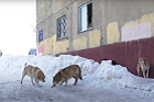 Дзержинский район страдает от стаи бездомных собак