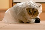 «Кот в мешке»: К чему приведут поправки в закон о выборах президента