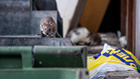 Жители Станиславского жилмассива пожаловались на крыс