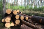 Очередников на получение леса в Ордынском районе выкинули из очереди