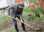 Сергей Кальченко и Сергей Клестов посадили деревья в сквере «Радужный»