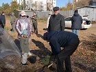 Жители Октябрьского района совместно с коммунистами высадили кедры в защиту зеленого берега Оби