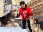 Новосибирский комсомолец предложил разработать федеральную программу по строительству приютов для собак
