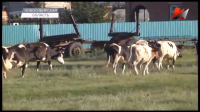В Петровском сельсовете идёт война за крупный рогатый скот