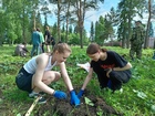 В Кыштовском районе коммунисты высадили кедры