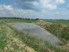 Озеро Половинное в Краснозерском районе превращается в болото