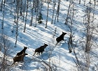 Поймали на незаконной охоте: Госинспектора Минприроды Новосибирской области задержали с тушей лося