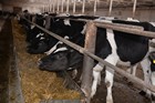 Ренат Сулейманов ознакомился с молочным хозяйством Колыванского района