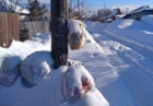 Два поселка в Советском районе Новосибирска испытывают проблемы с вывозом мусора из-за работы ФГУП «ЖКХ ННЦ»