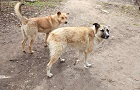Бродячих собак возьмут под контроль в Первомайском районе