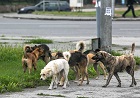 Анатолий Локоть обсудит проблему бродячих собак с мэрами городов Сибири и Дальнего Востока