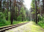 Власти Новосибирска встали на защиту городских лесов от застройки