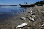 Анатолий Локоть поручил разобраться в массовой гибели рыбы в новосибирской реке