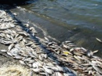 Власти Новосибирска ищут виновных в отравлении рыбы в реке Тула