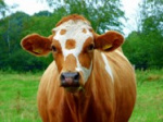 «Запретить ввоз»: Опасным вирусом заразились коровы в Новосибирский области