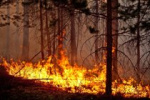 Лесные пожары угрожают юго-западу Новосибирской области
